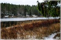 Vinterknsla Kolmrdenskog, Skogssj